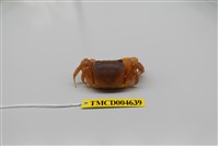 藏品(中華沙蟹)的圖片